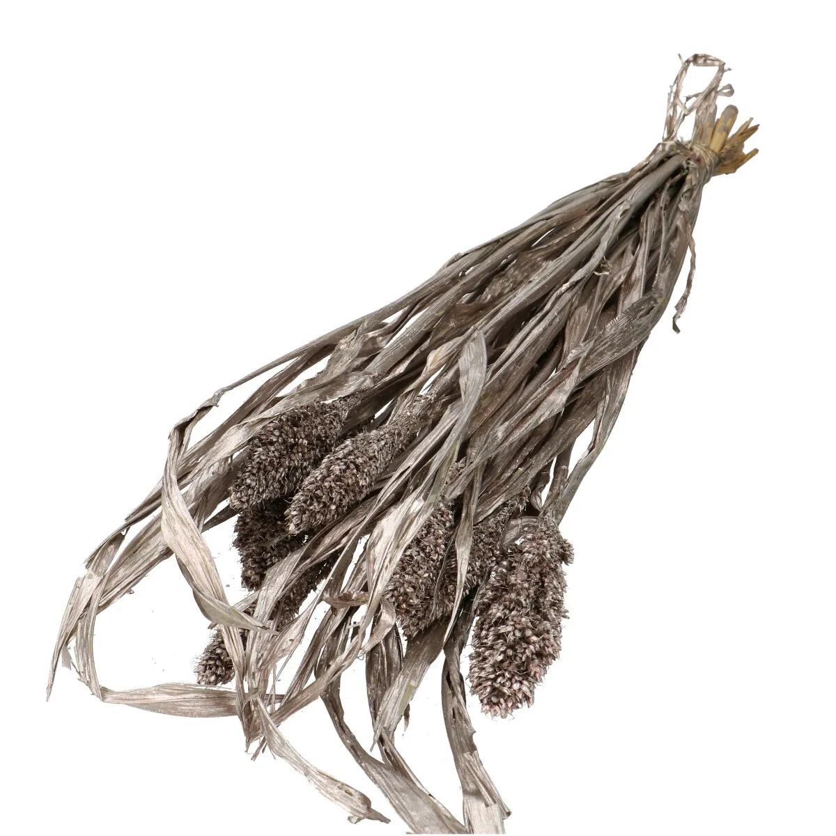 Sušený cirok šampanský 70 cm