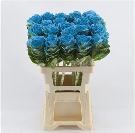 Brassica Painted Blue Pale • 60 cm