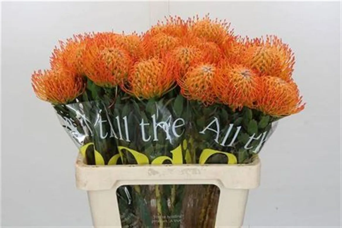 Leucospermum Ayoba Sun • 60 cm
