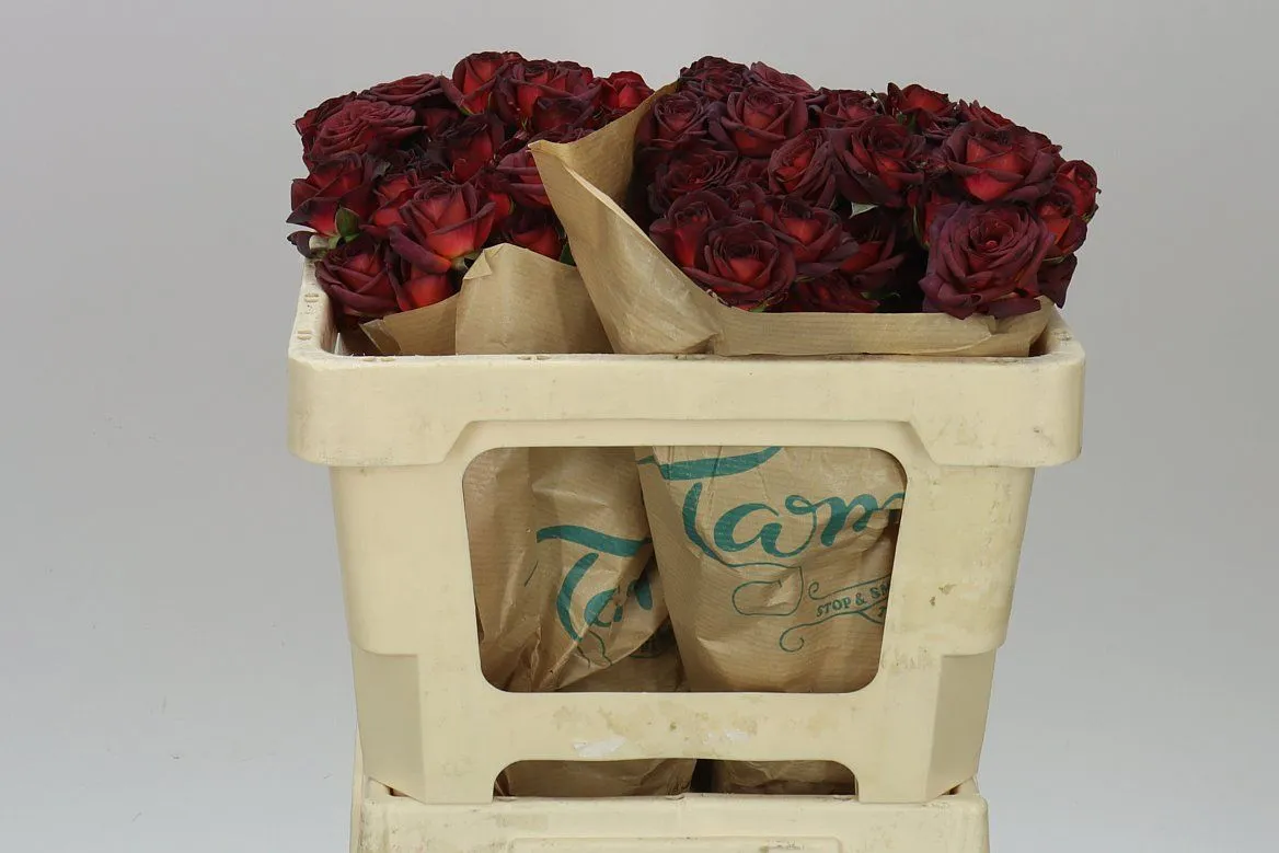 Rosa Spray Chococcino • 50 cm