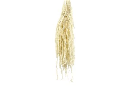 Amaranthus Bleached, sušené • 70 cm