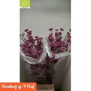 Callicarpa Bod Profu • 150 cm
