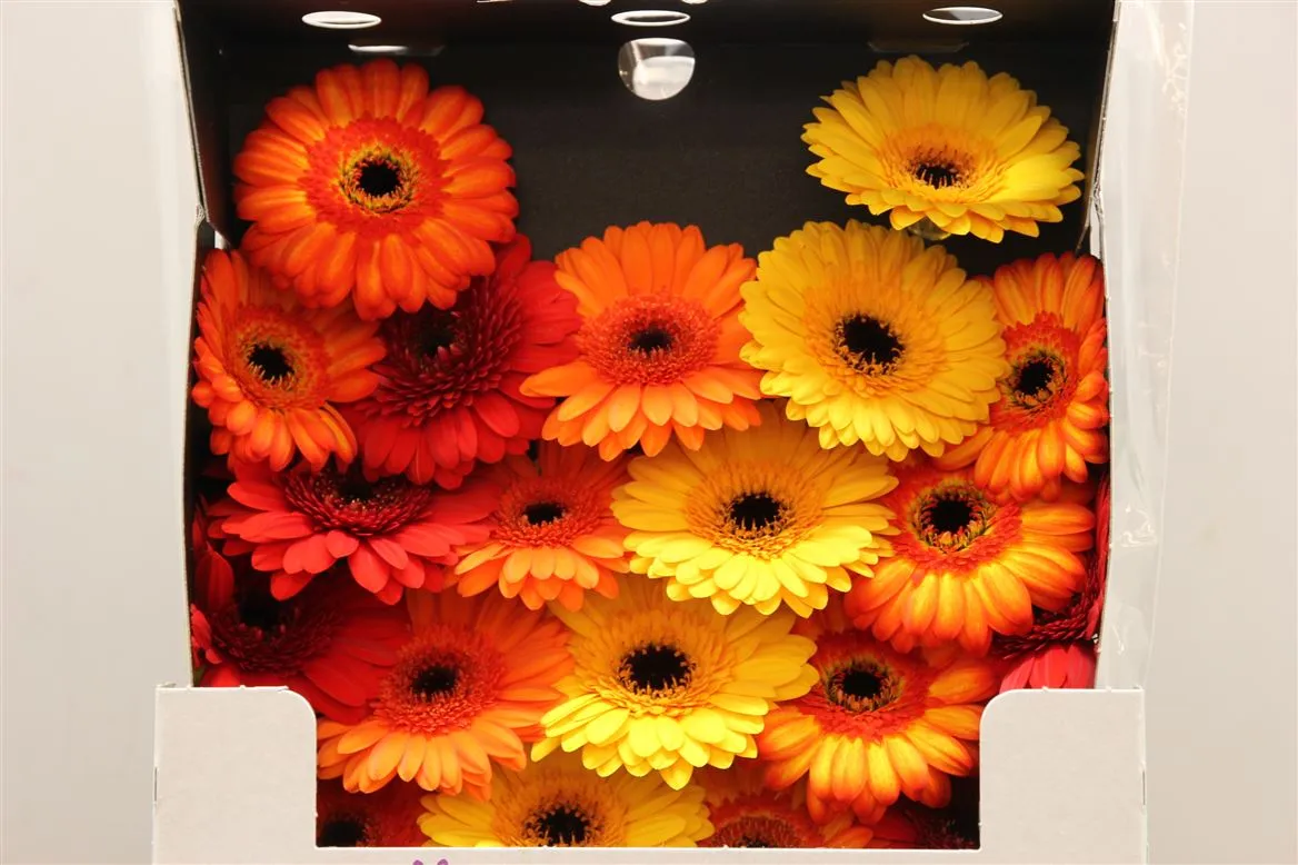 Germ D Mixed Orange • 45 cm
