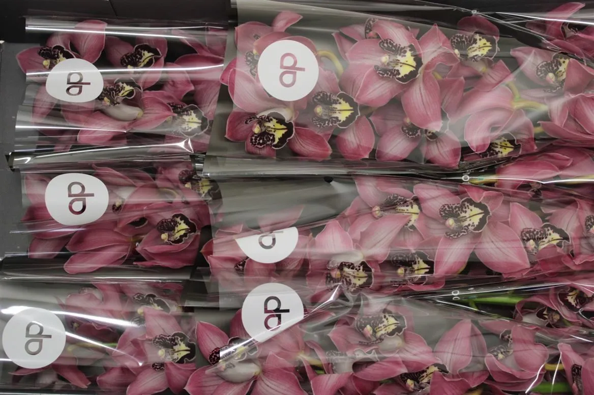 Orchidea Cymbidium T Kensi Decorum • 60 cm