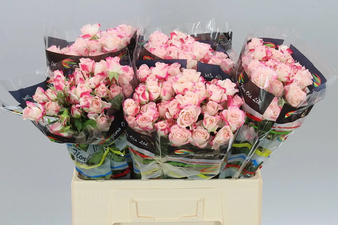 Rosa Tr Reflex 2/4 • 60 cm