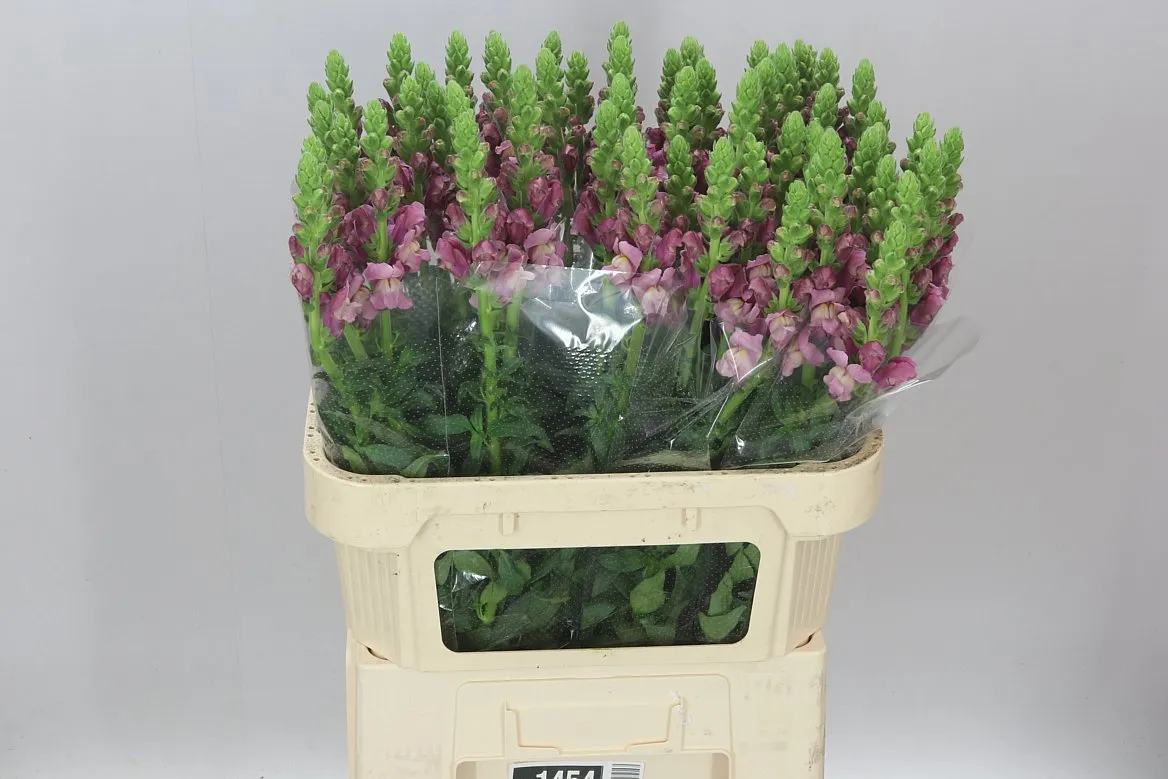 Papuľka Lavender • 80 cm