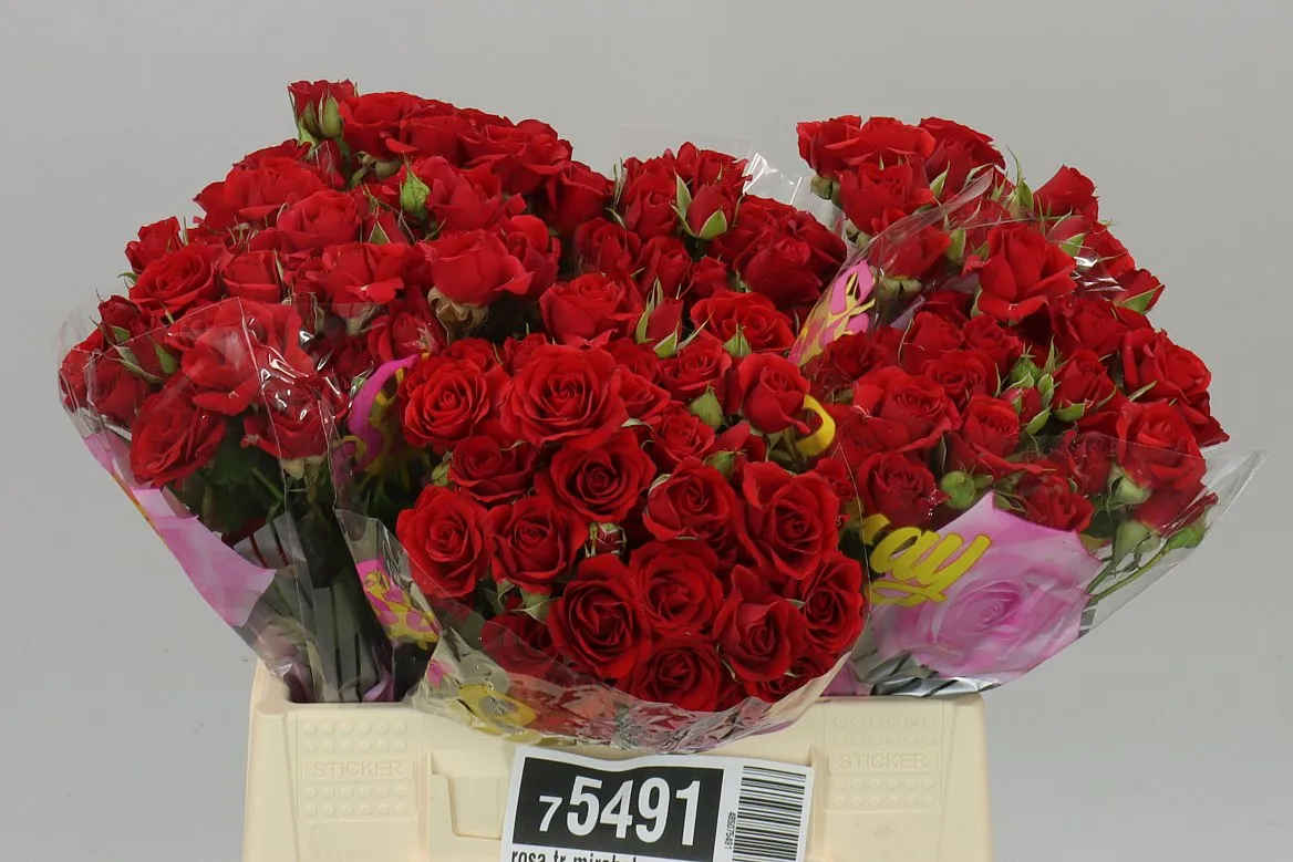 Rosa Tr Mirabel • 40 cm
