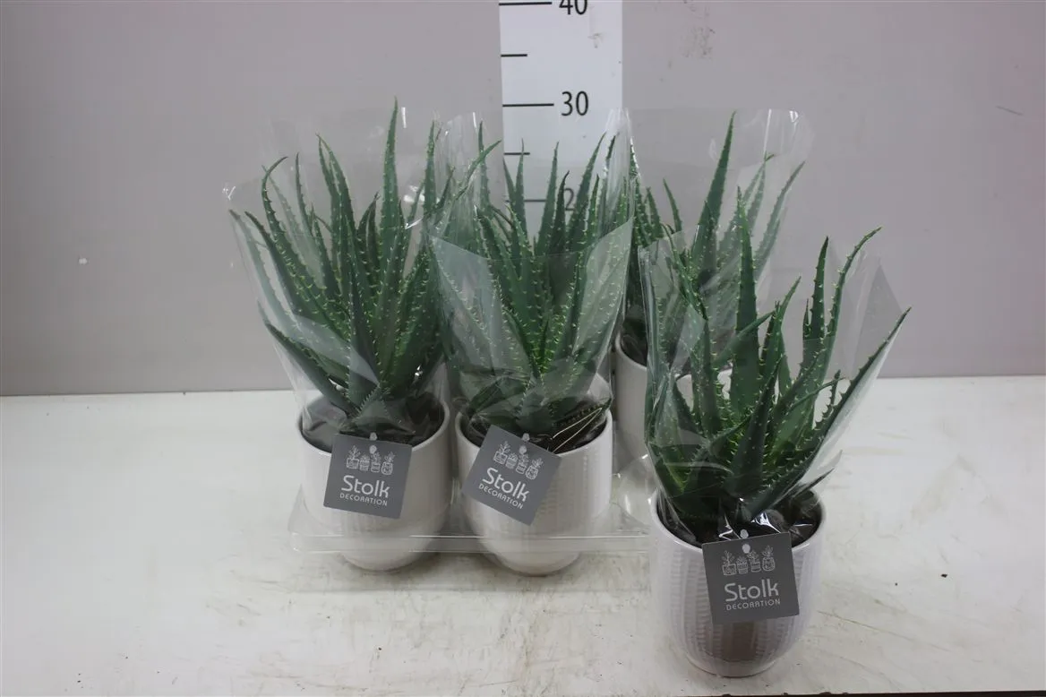 Aloe Arborescens Liv Keramiek • črepník 13 cm