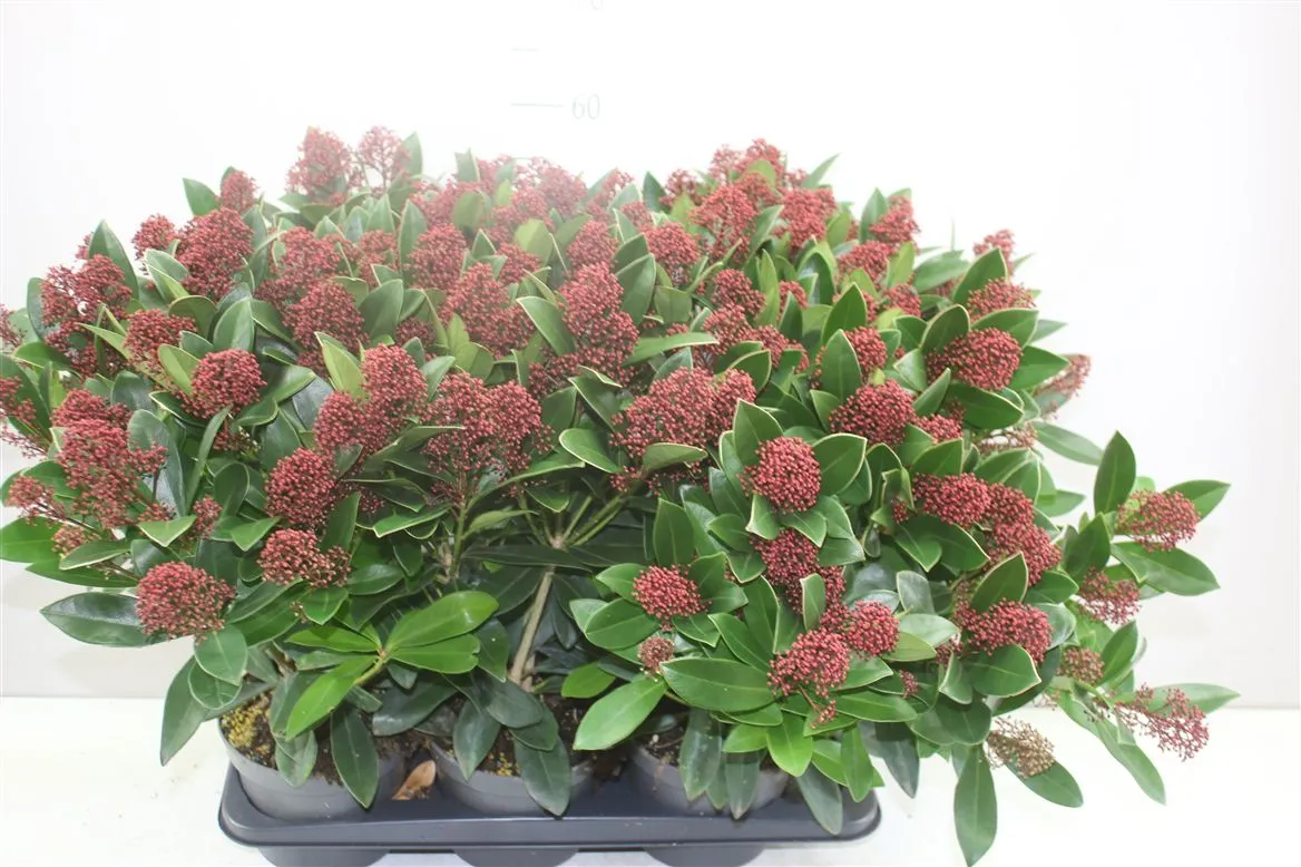 Skimmia Rubella 25+ • črepník 17 cm