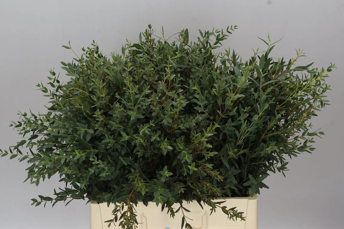 Parvifolia • 70 cm