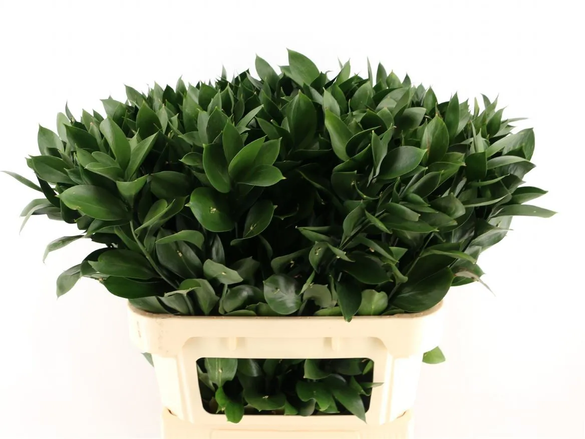 Ruscus Groot In The Box X1000 • 80 cm