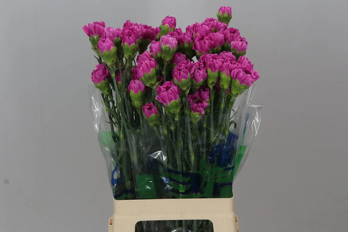 Di St Farida • 65 cm