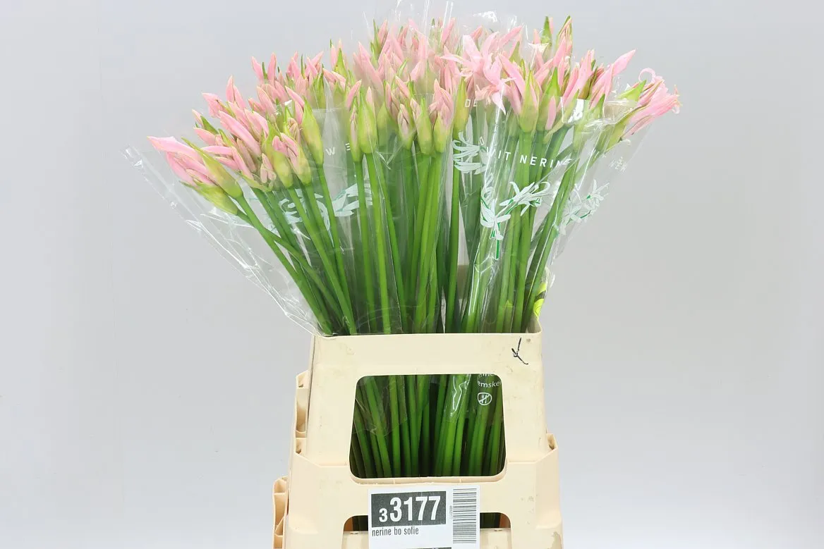 Nerine Bo Sofie • 65 cm