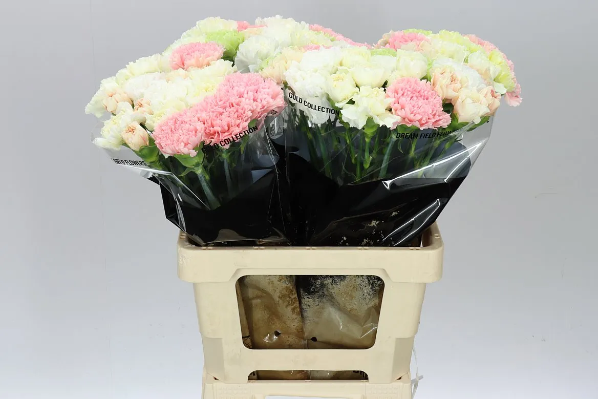 Di St Mix Pastel • 65 cm