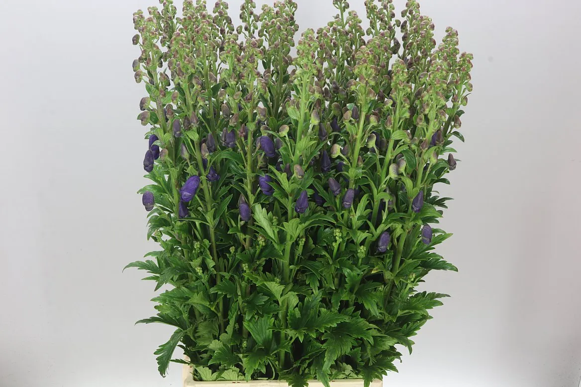 Aconitum Car Arendsii • 100 cm