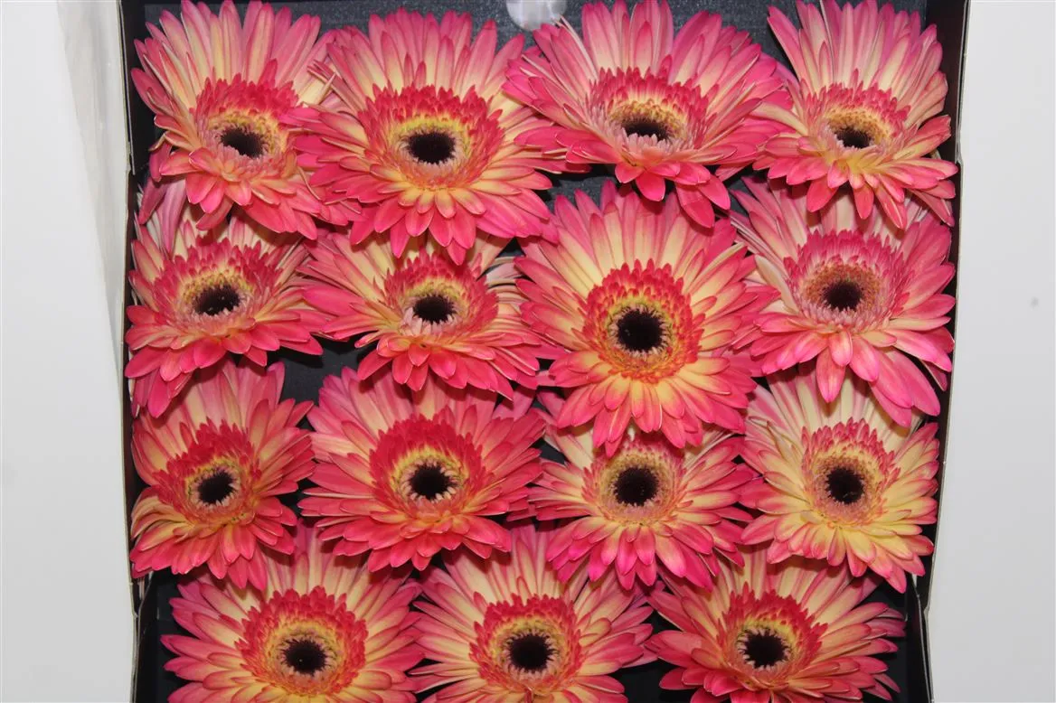 Gerbera Diamond Hippie Chic • 55 cm