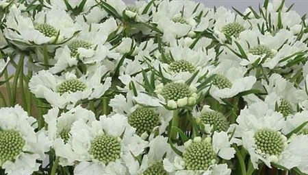 Scabiosa White • 60 cm