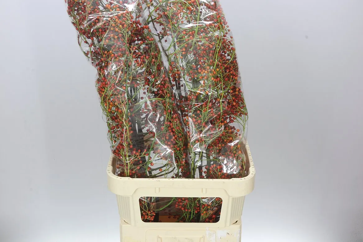 Rozenbottel Corallo • 110 cm