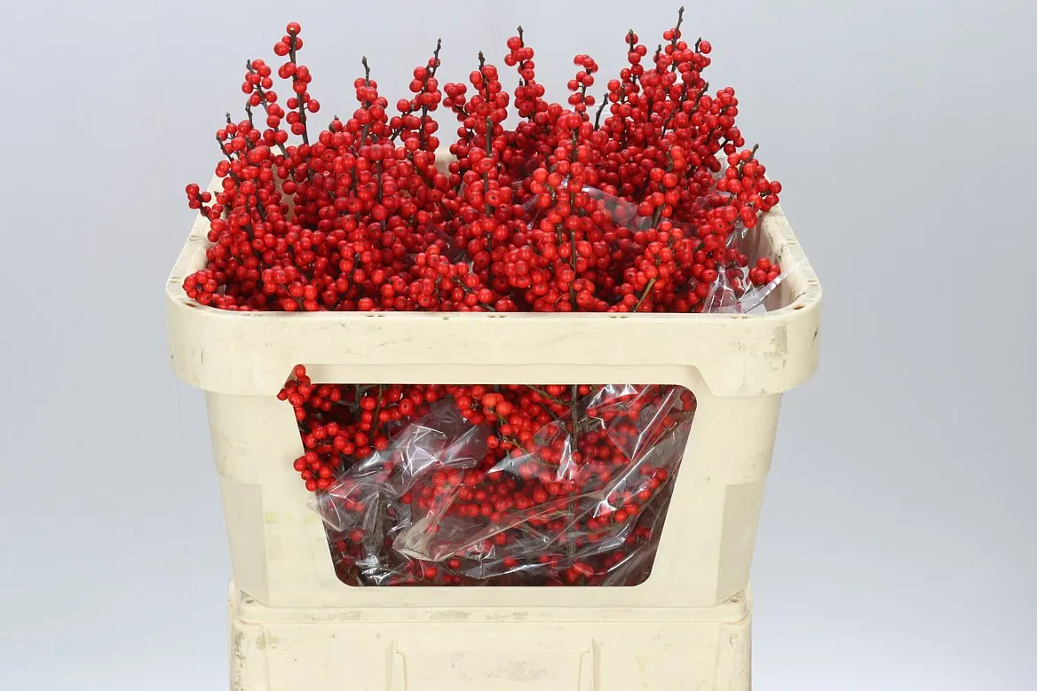 Ilex Verticillata • 70 cm