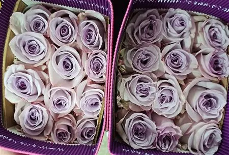 Rosa Gar Arya • 60 cm