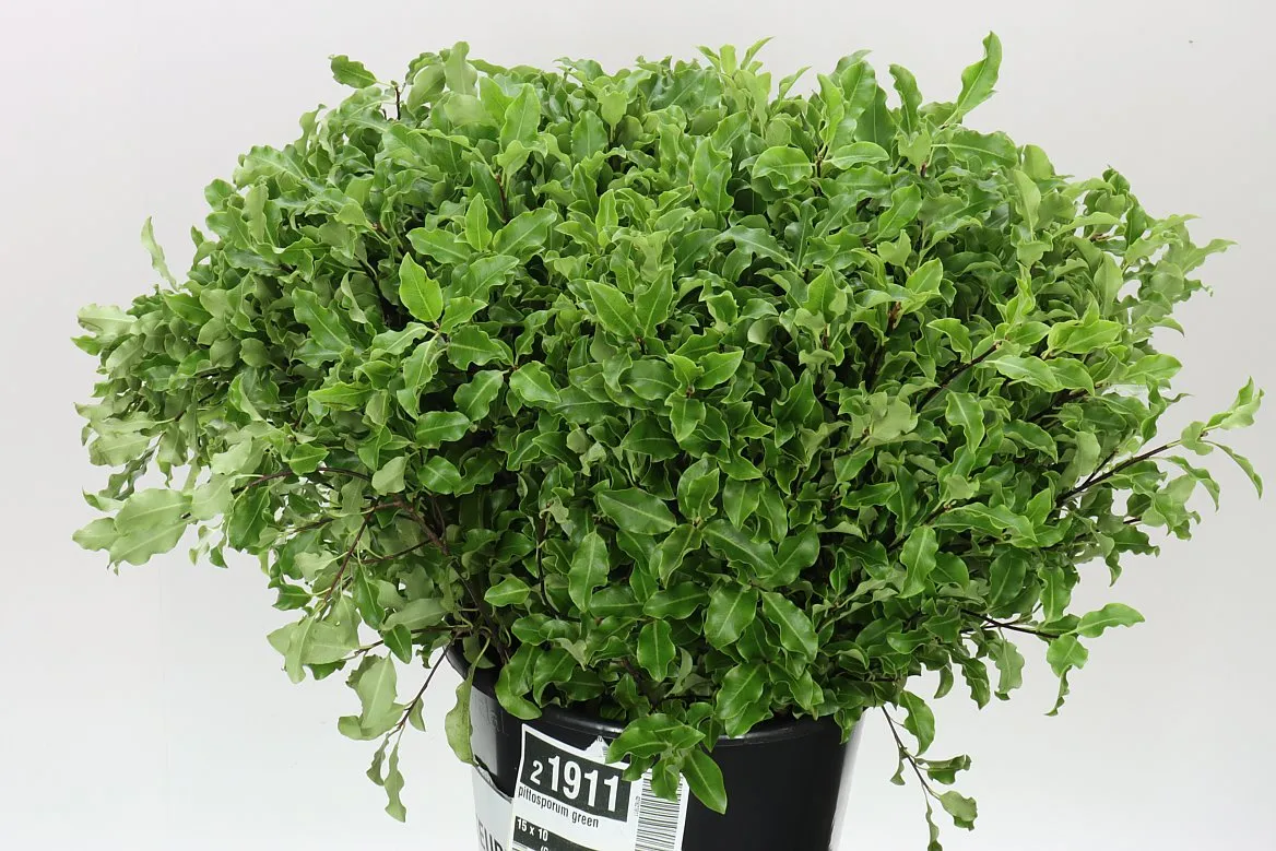 Pittosporum Green • 50 cm