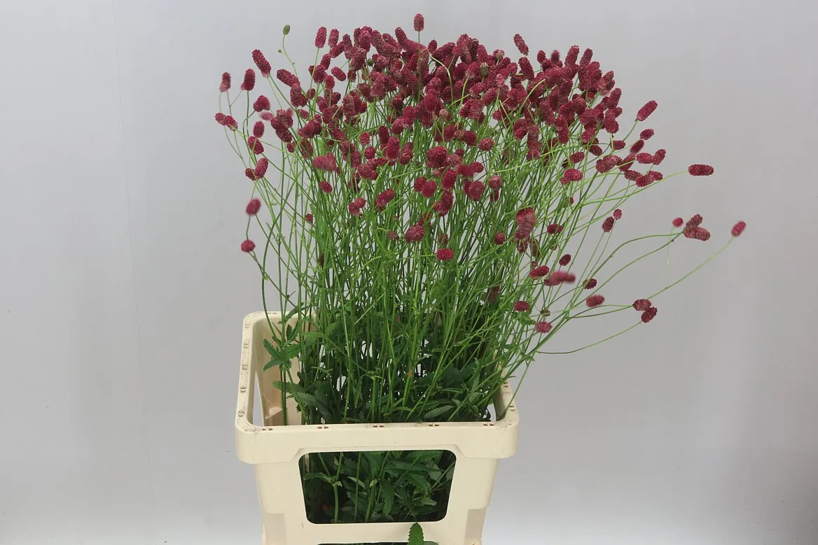 Sanguisorba Off Arnhem • 80 cm