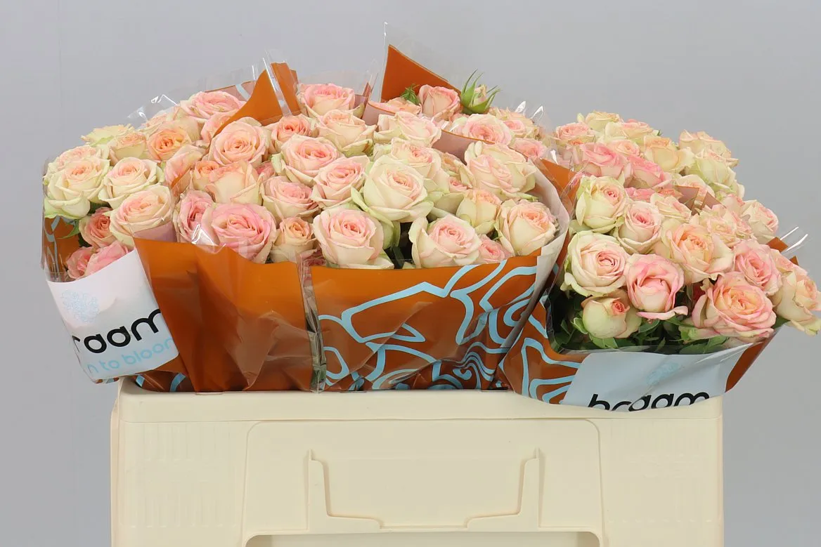 Rosa Tr Azore X5 • 50 cm