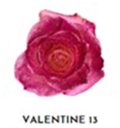 Ruža farbená Valentine 13, Ekvádor • 50 cm