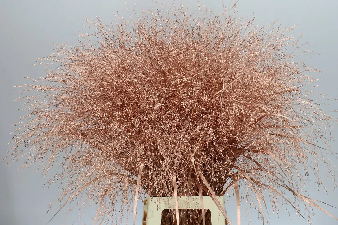 Panicum farbené Copper • 90 cm
