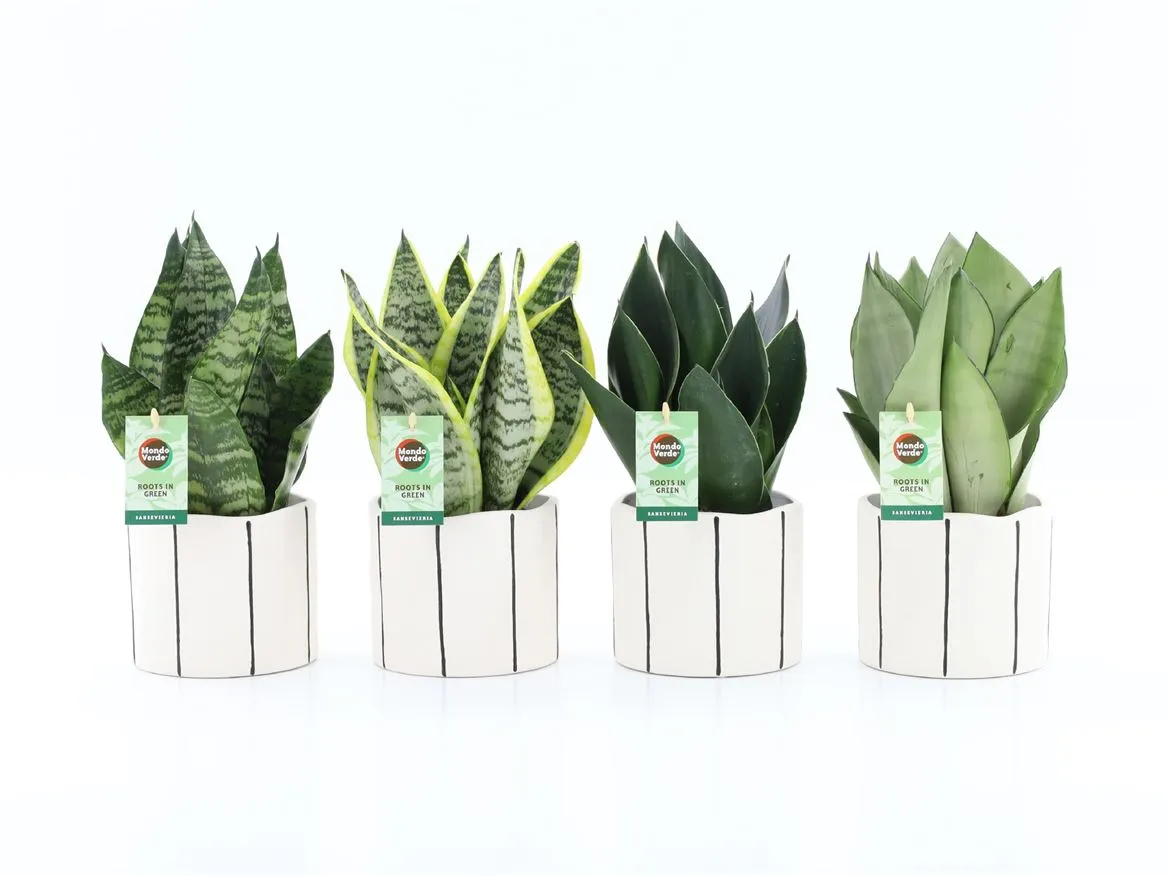 Sansevieria Mix In Banksy Keramiek • črepník 13 cm