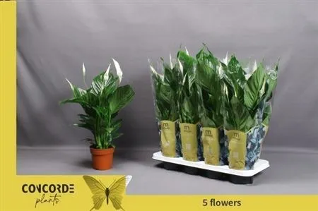 Spathiphyllum Sweet Ricardo • črepník 13 cm