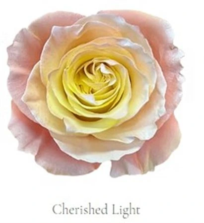Ruža farbená Cherished Light, Ekvádor • 50 cm