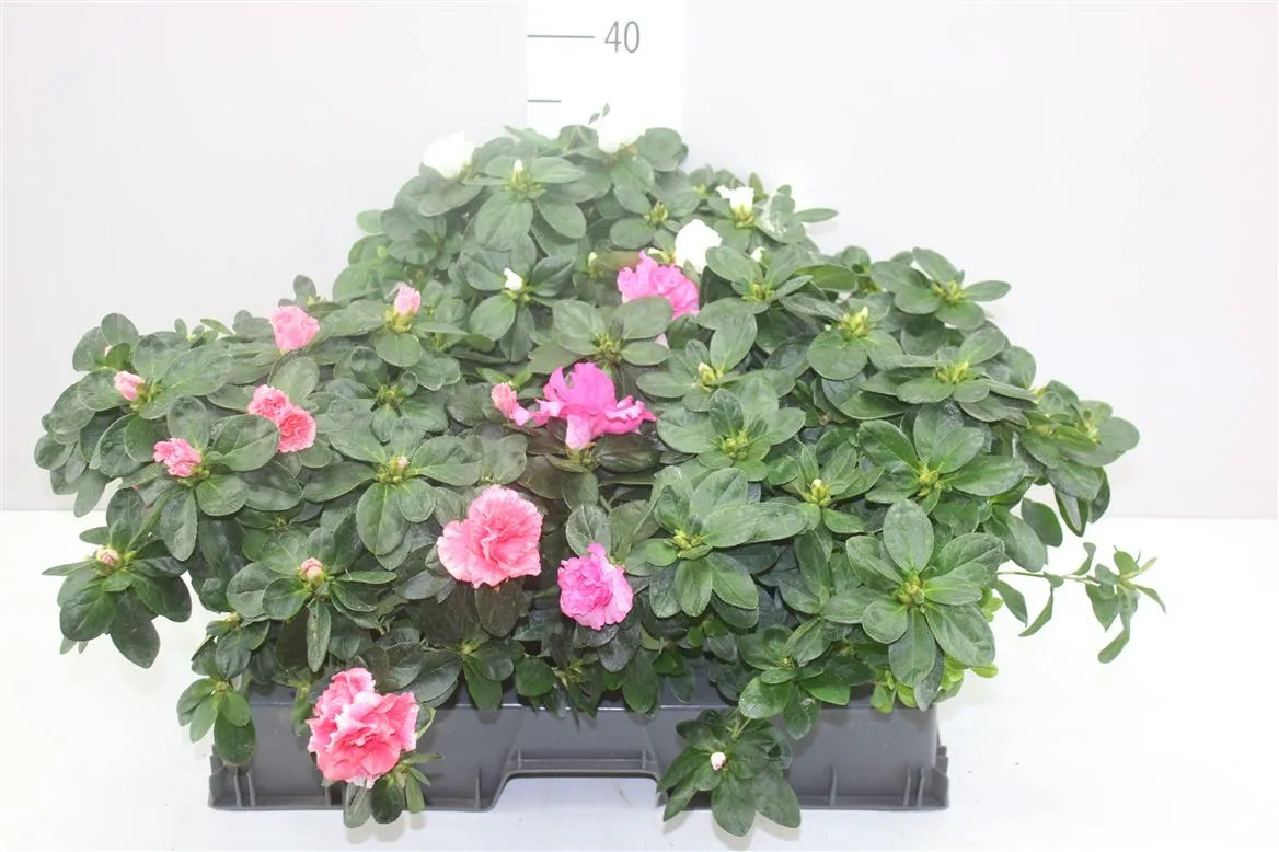 Rhododendron Si Gemengd • črepník 15 cm