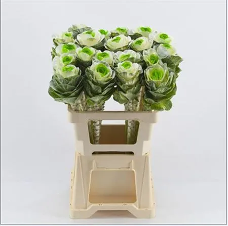 Brassica Painted White Green Glitter • 60 cm