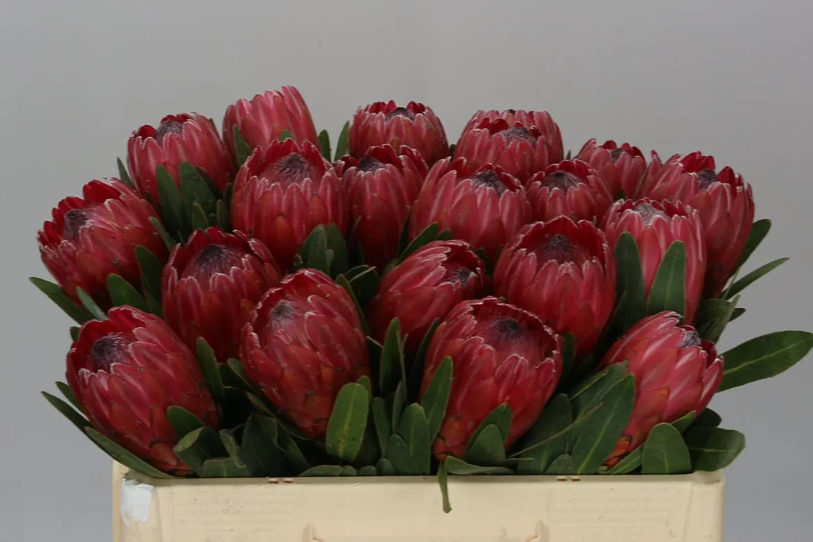 Protea Red Ice • 50 cm