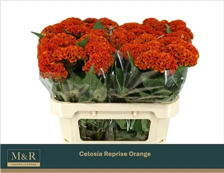 Celosia Reprise Orange • 72 cm