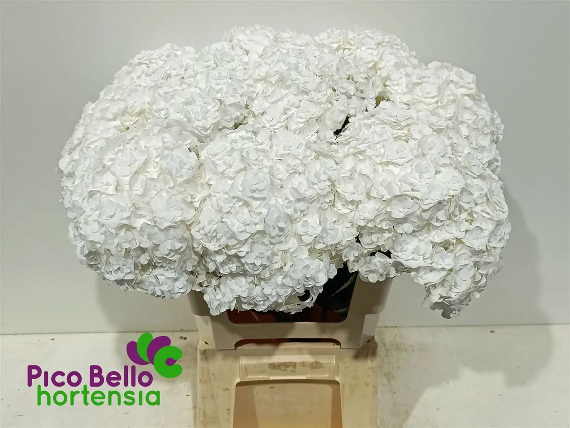 Hortenzia Highnes • 60 cm