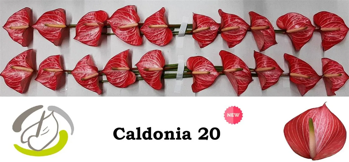 Antúrium Caldonia