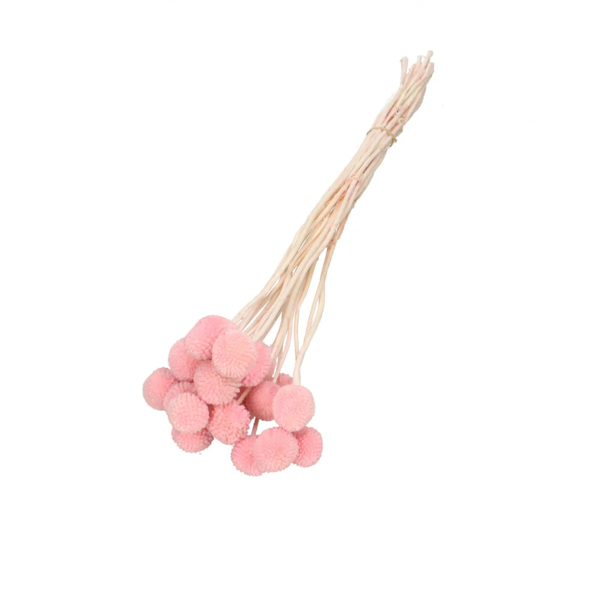 Sušená kraspédia ružová 50 cm