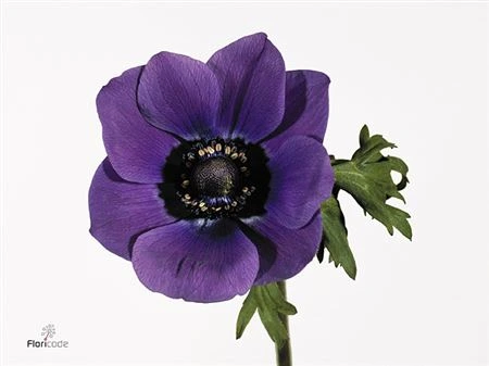 Sasanka Blue • 35 cm