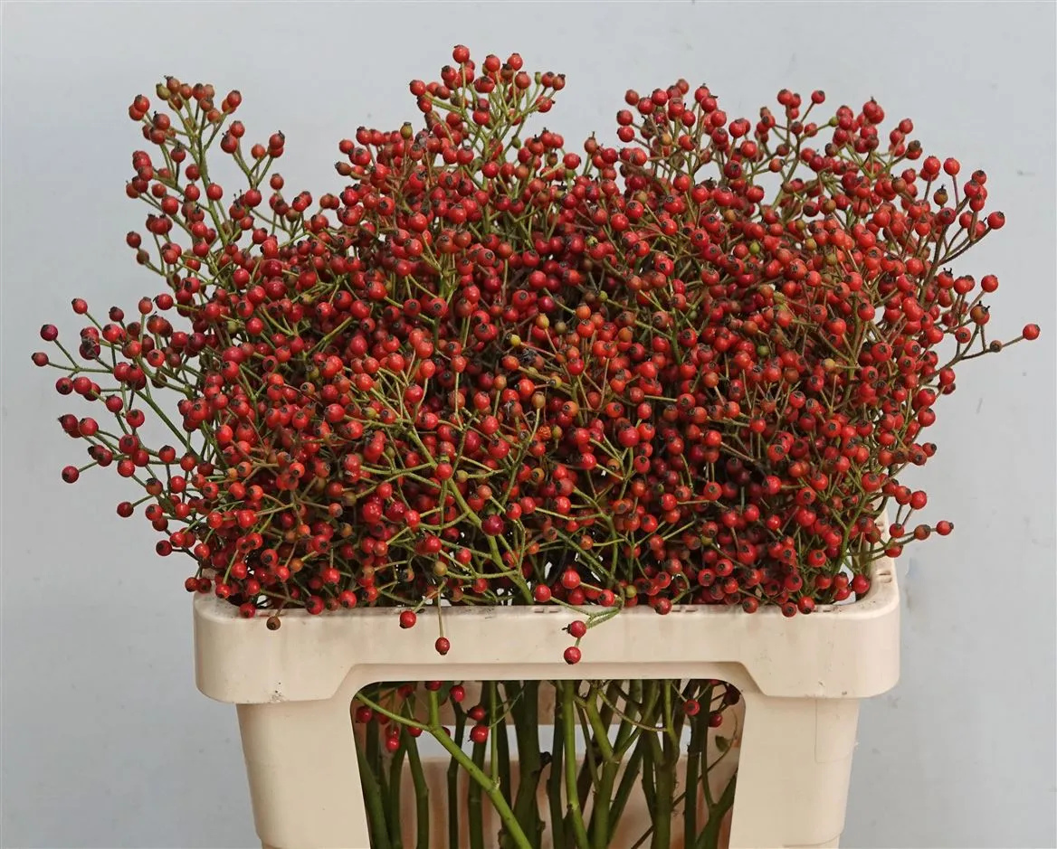 Rozenbottel Mag Cascade • 60 cm