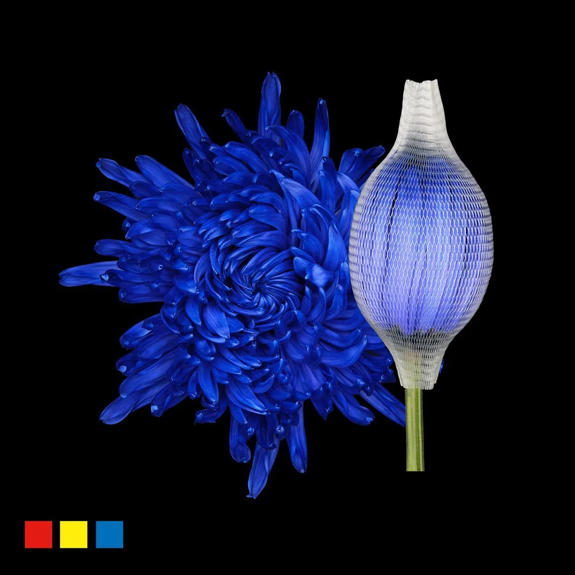 Chryzantéma veľkokvetá Stravina Blue • 70 cm