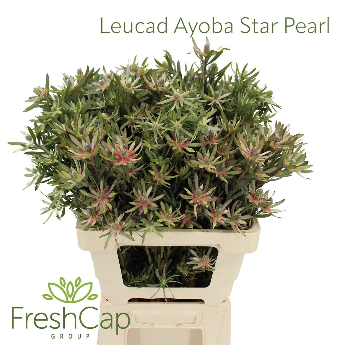 Leucadendron Ayoba Star Pearl • 60 cm