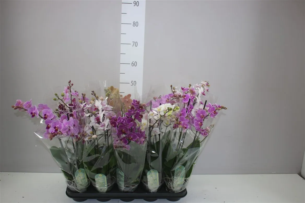 Phal Mtfl Gemengd 2 Tak • črepník 12 cm