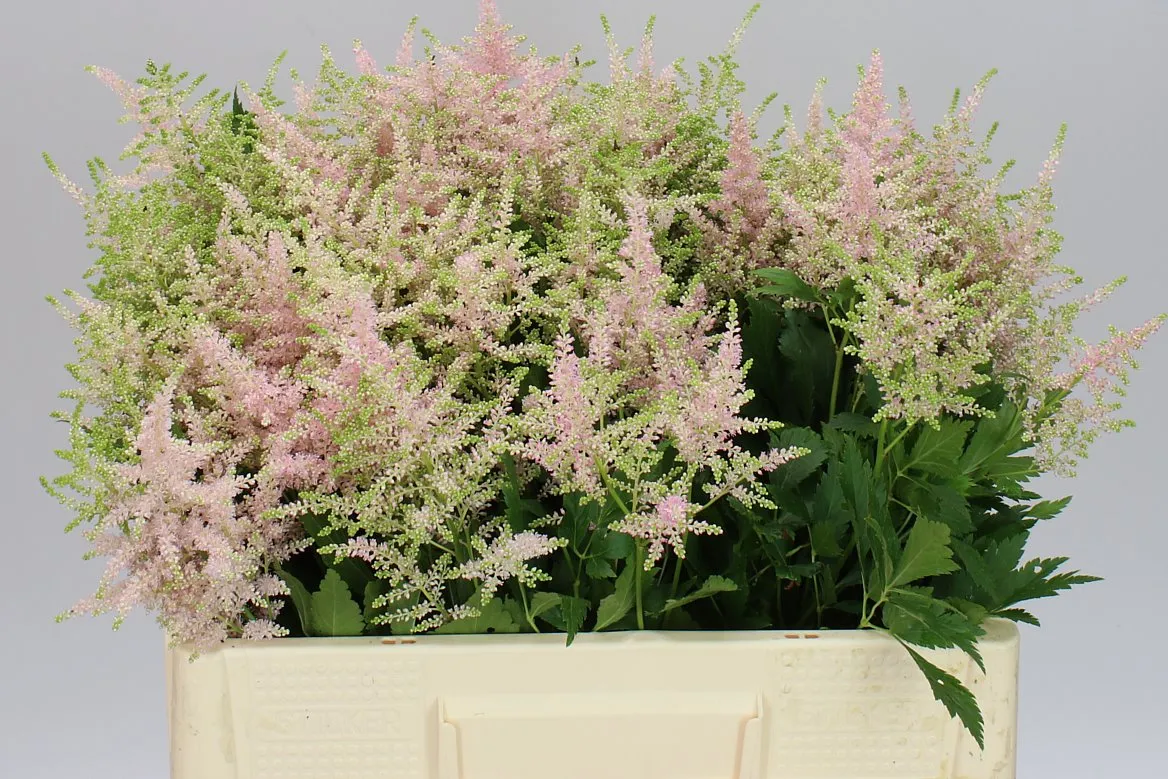 Astilbe Europa • 55 cm