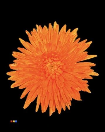 Chryzantéma veľkokvetá Topspin Orange • 70 cm