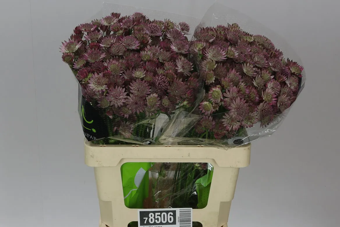 Astrantia Roma • 60 cm