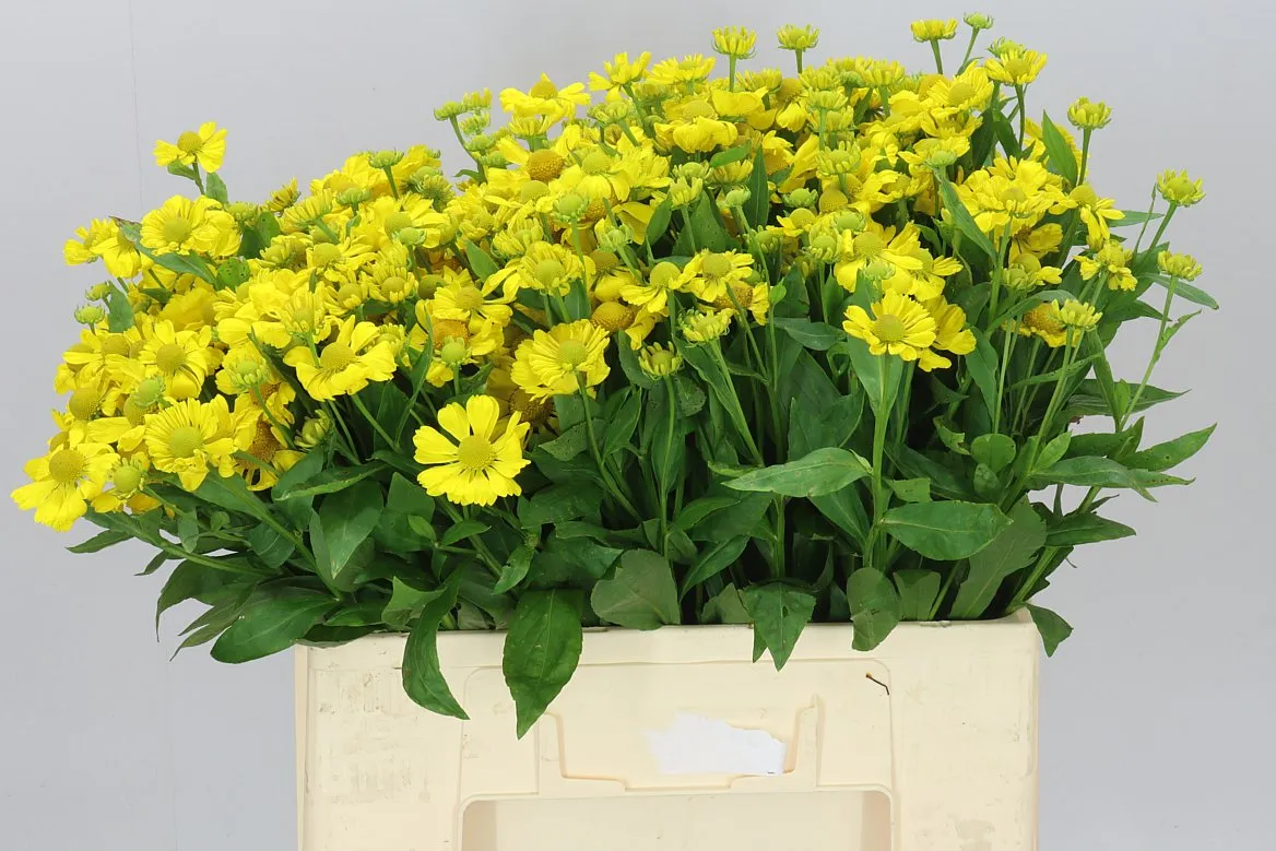 Helenium Kanaria • 60 cm