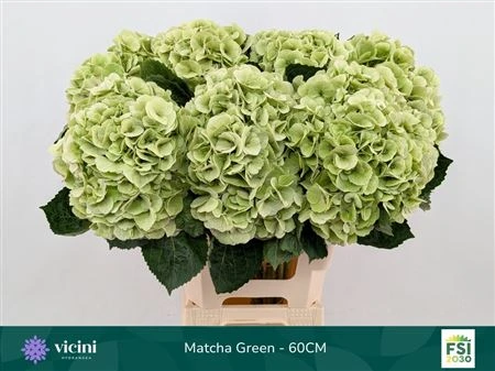 Hortenzia Match Classic Green • 60 cm