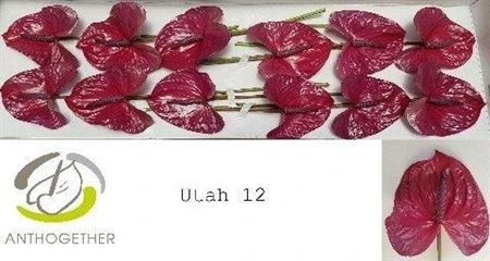 Antúrium Utah